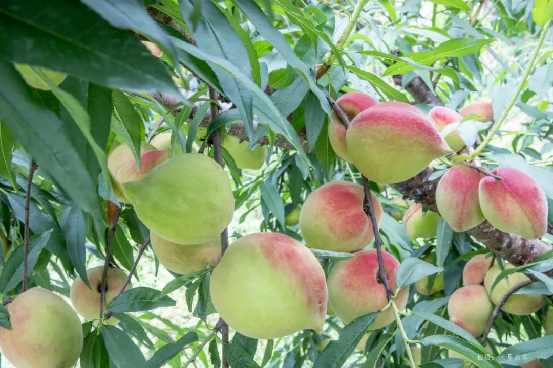 亲农好物｜翁源鹰嘴桃，好吃“桃”不掉！
