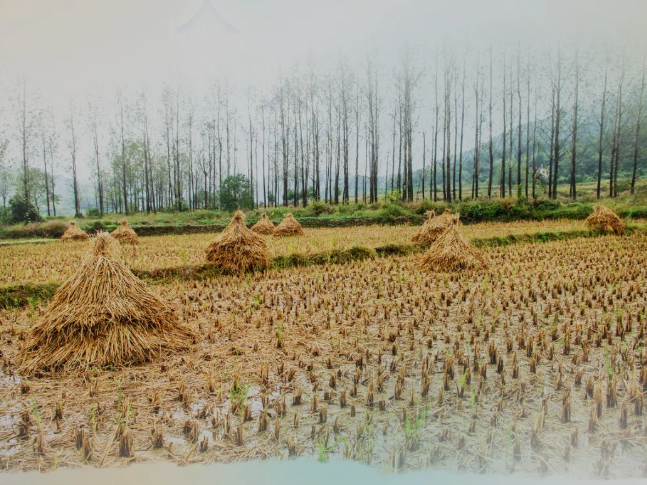 肥土不废，，，沃土“搬家”